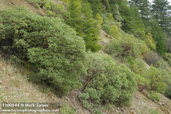 Whiteleaf Manzanita w/ young Douglas-fir