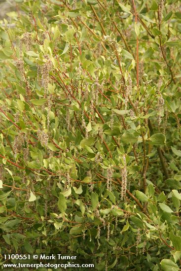 Fremont's Silk Tassel (male)