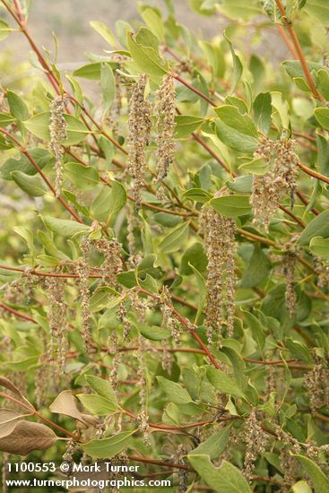 Fremont's Silk Tassel (male) blossoms & foliage