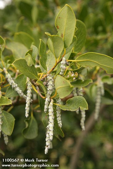 Fremont's Silk Tassel (female) blossoms & foliage