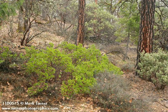 Green Manzanita
