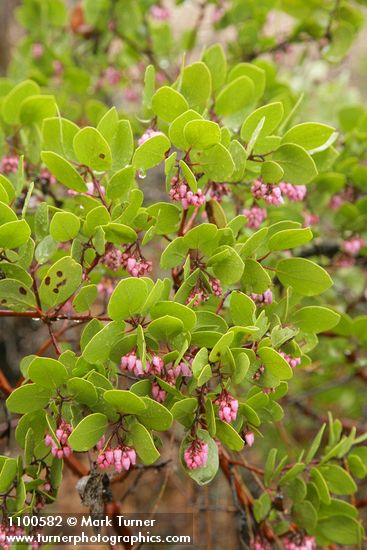 Green Manzanita blossoms & foliage