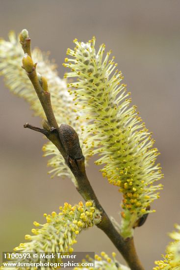 Arroyo Willow male catkins detail
