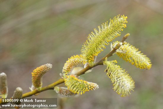 Arroyo Willow male catkins