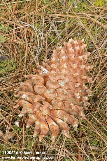 Grey Pine (Ghost Pine) cone