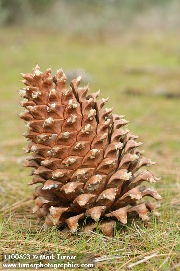 Grey Pine (Ghost Pine) cone