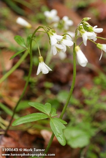 California Toothwort blossoms & cauline leaves