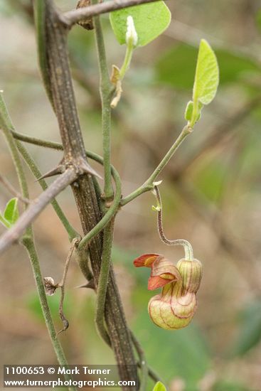 California Dutchman's Pipe blossom & emerging foliage