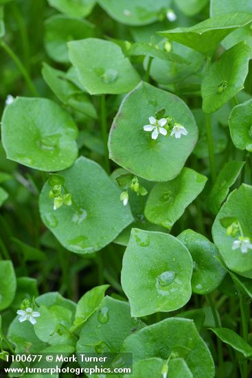 Miner's Lettuce blossom & foliage