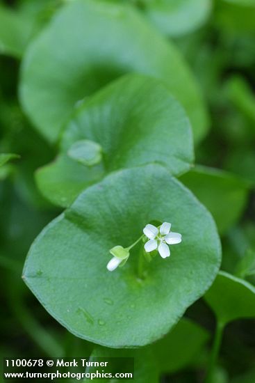 Miner's Lettuce blossom & foliage detail