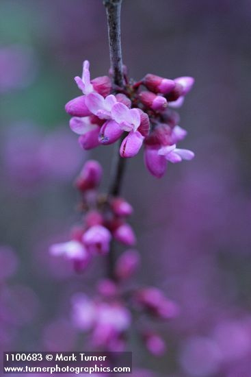 California Redbud blossoms