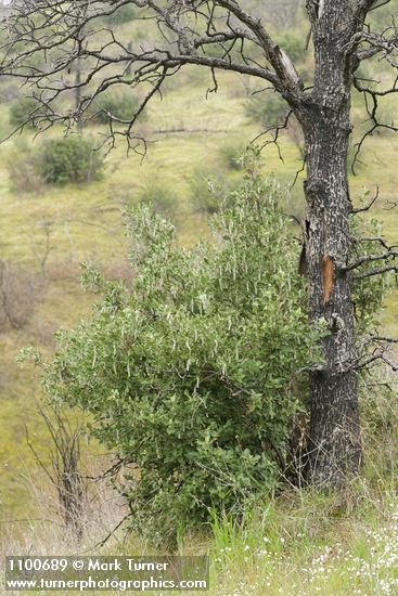 Chaparral Silktassel (female)