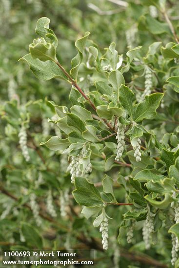 Chaparral Silktassel female blossoms & foliage