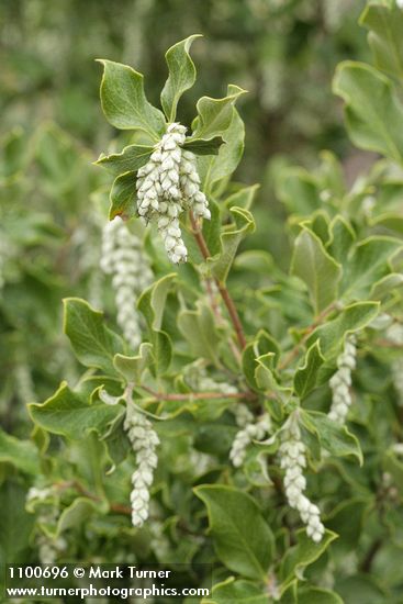 Chaparral Silktassel female blossoms & foliage