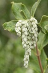 Chaparral Silktassel female blossoms & foliage detail