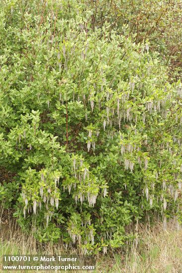 Chaparral Silktassel (male)