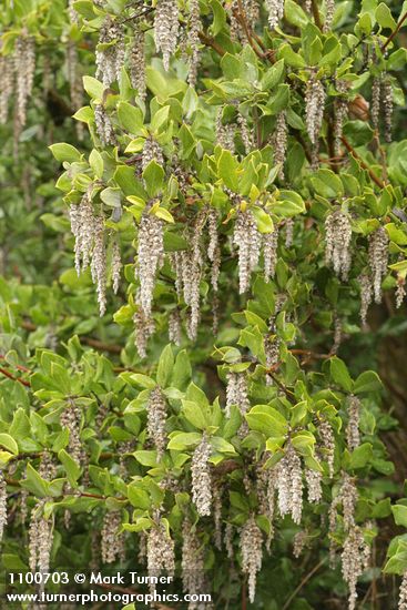 Chaparral Silktassel male catkins & foliage