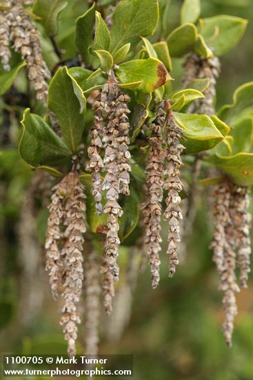 Chaparral Silktassel male catkins & foliage detail