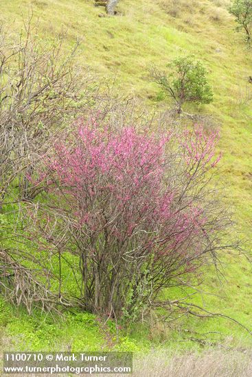 California Redbud