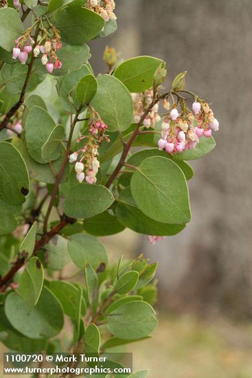 Green Manzanita blossoms & foliage detail