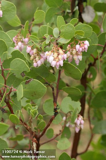 Green Manzanita blossoms & foliage detail