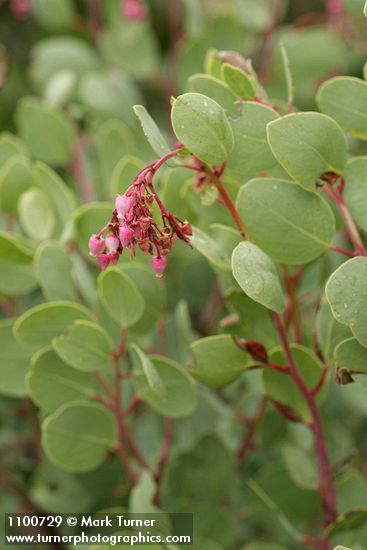Indian Manzanita blossoms & foliage detail