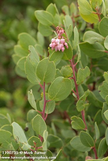 Indian Manzanita blossoms & foliage detail