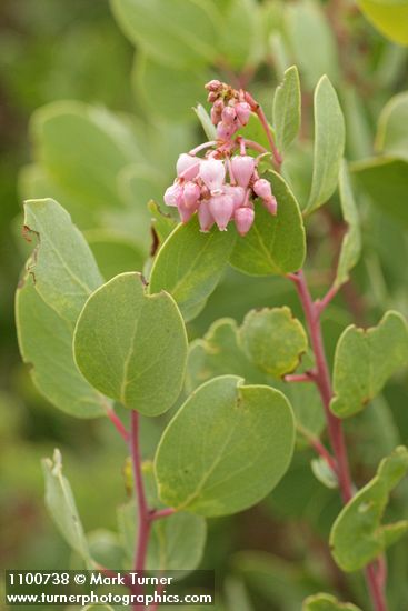 Indian Manzanita blossoms & foliage detail