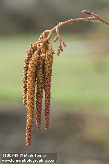 White Alder male catkins & female blossoms detail