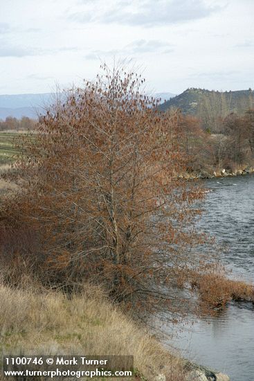 White Alder along Etna Creek
