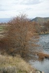 White Alder along Etna Creek