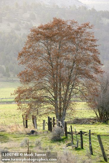 White Alder by farm fence