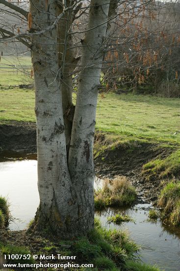 White Alder trunks