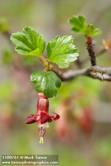 Sierra Gooseberry blossom & emerging foliage detail