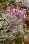 Modest Rock Cress