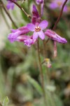 Modest Rock Cress blossoms detail