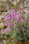 Modest Rock Cress