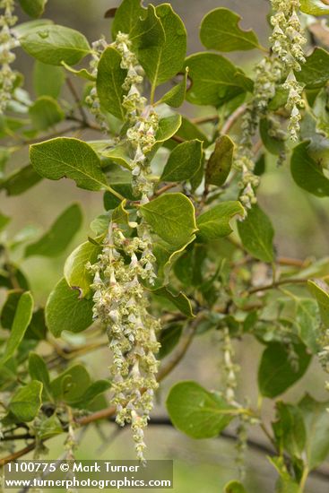 Fremont's Silktassel male blossoms & foliage detail