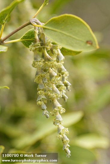Fremont's Silktassel male blossoms & foliage detail
