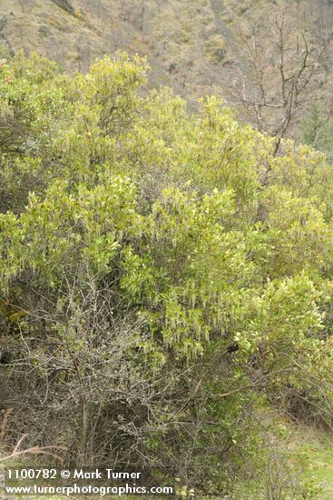 Fremont's Silktassel (male)