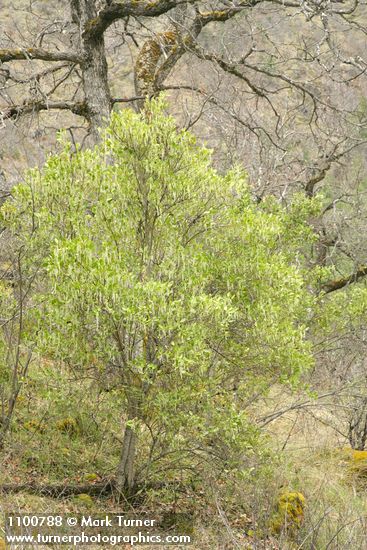 Fremont's Silktassel (male) under Garry Oak