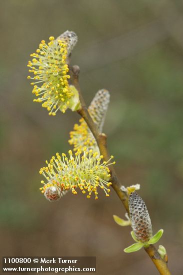 Arroyo Willow male catkins detail