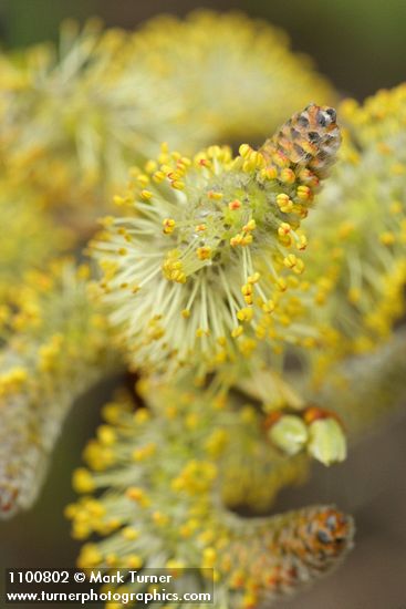 Arroyo Willow male catkins extreme detail