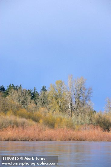 Pacific Willow, Black Cottonwoods along Willamette River shore, early spring