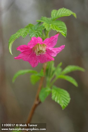 Salmonberry blossom & young foliage detail