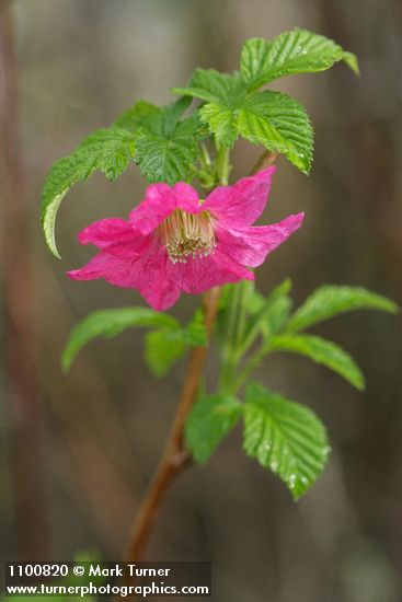Salmonberry blossom & young foliage detail