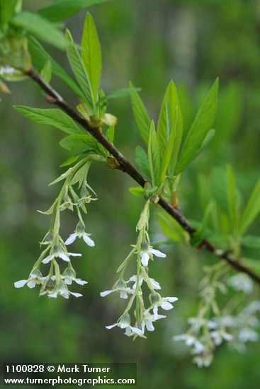 Indian Plum blossoms & foliage