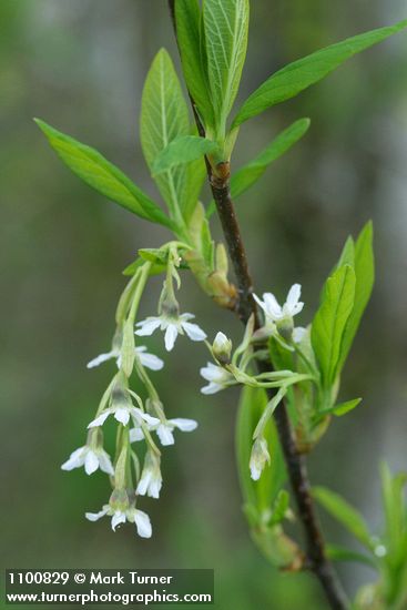 Indian Plum blossoms & foliage