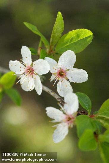 Cherry Plum blossoms & young foliage, detail
