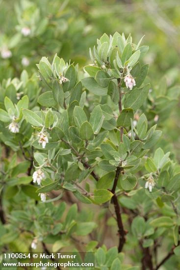 Gasquet Manzanita blossoms & foliage